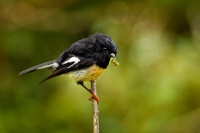 Lejscik novozelandsky jizni - Petroica macrocephala macrocephala - South Island Tomtit - miromiro 9522